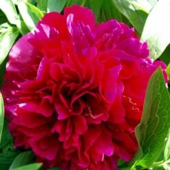 Silkepæon 'Karl Rosenfield' Paeonia Lactiflora 'Karl Rosenfield' 3,0 Liter Potte 17 Silkepæon 'Karl Rosenfield' Paeonia Lactiflora 'Karl Rosenfield' 3,0 Liter Potte -Montoz Butik p1390 47892 paeonia lactiflora karl rosenfield 141b