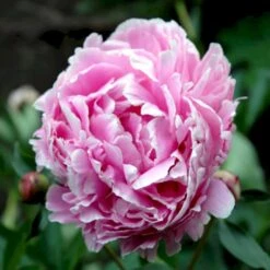 Silkepæon 'Sarah Bernhard' Paeonia Lactiflora 'Sarah Bernhard' 3,5 Liter Potte