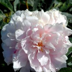 Silkepæon 'Sarah Bernhard' Paeonia Lactiflora 'Sarah Bernhard' 3,5 Liter Potte -Montoz Butik p1393 47906 paeonia lactiflora sarah bernhard acd8