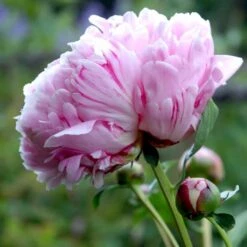 Silkepæon 'Sarah Bernhard' Paeonia Lactiflora 'Sarah Bernhard' 3,5 Liter Potte -Montoz Butik p1393 47907 paeonia lactiflora sarah bernhard c600