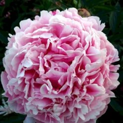 Silkepæon 'Sarah Bernhard' Paeonia Lactiflora 'Sarah Bernhard' 3,5 Liter Potte -Montoz Butik p1393 47908 paeonia lactiflora sarah bernhard 6616