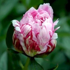 Silkepæon 'Sarah Bernhard' Paeonia Lactiflora 'Sarah Bernhard' 3,5 Liter Potte -Montoz Butik p1393 47909 paeonia lactiflora sarah bernhard 32b0