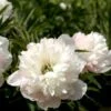 Bonderose 'Alba Plena' Paeonia Officinalis 'Alba Plena' 3,0 Liter Potte