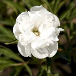 Bonderose 'Alba Plena' Paeonia Officinalis 'Alba Plena' 3,0 Liter Potte -Montoz Butik p1394 47922 paeonia officinalis alba plena 3c8b