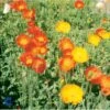 Sibirisk Valmue Papaver Nudicaule 'Gartenzwerg' 10 Cm. Potte -Montoz Butik p1397 1135 papaver nudicaule gartenzwerg 0f3a
