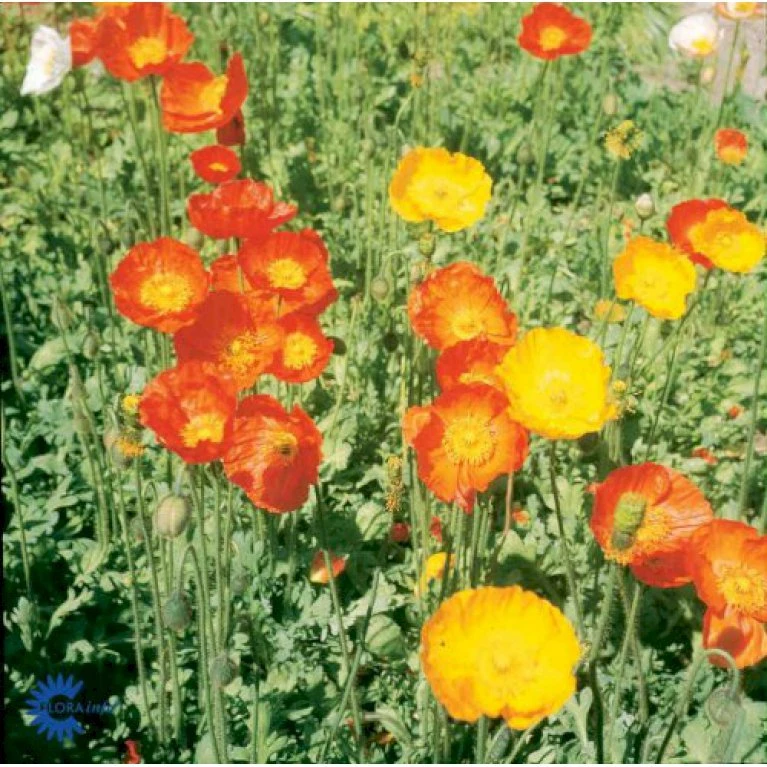 Sibirisk Valmue Papaver Nudicaule 'Gartenzwerg' 10 Cm. Potte 3 Sibirisk Valmue Papaver Nudicaule 'Gartenzwerg' 10 Cm. Potte