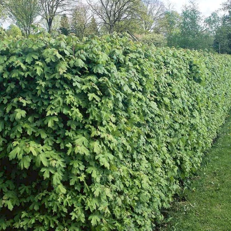 Naur Acer Campestre Solitær Busk 150-200 Cm. Høj,- 60-100 Cm. Bred. 2 Naur Acer Campestre Solitær Busk 150-200 Cm. Høj,- 60-100 Cm. Bred.