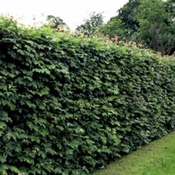 Naur Acer Campestre Solitær Busk 150-200 Cm. Høj,- 60-100 Cm. Bred. 13 Naur Acer Campestre Solitær Busk 150-200 Cm. Høj,- 60-100 Cm. Bred. -Montoz Butik p13 54048 acer campestre 374c