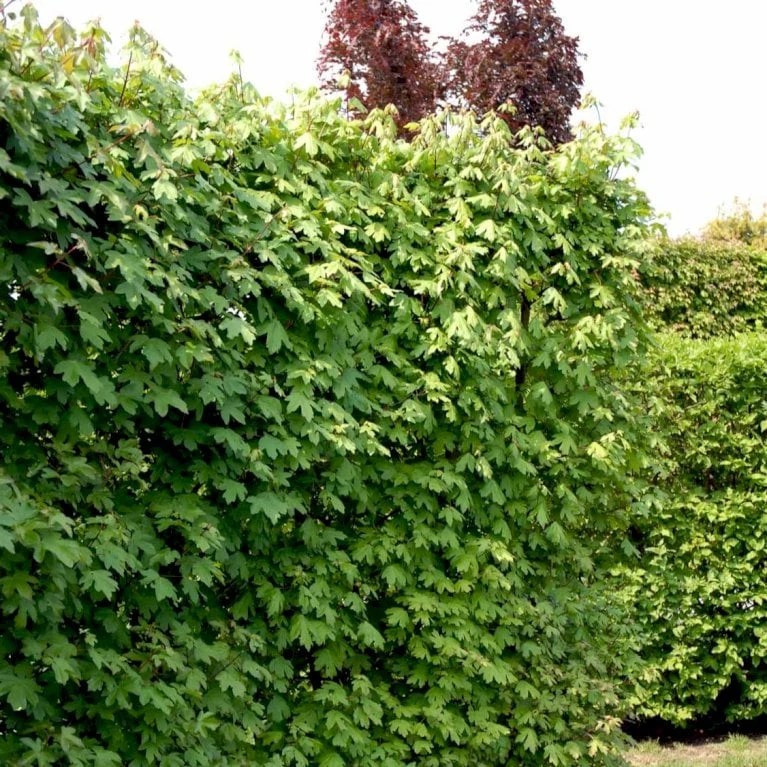 Naur Acer Campestre Solitær Busk 150-200 Cm. Høj,- 60-100 Cm. Bred. 5 Naur Acer Campestre Solitær Busk 150-200 Cm. Høj,- 60-100 Cm. Bred. - Billede 4