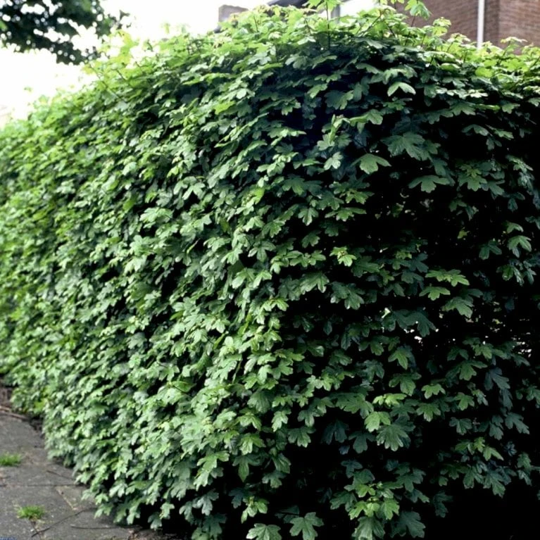 Naur Acer Campestre Solitær Busk 150-200 Cm. Høj,- 60-100 Cm. Bred. 6 Naur Acer Campestre Solitær Busk 150-200 Cm. Høj,- 60-100 Cm. Bred. - Billede 5