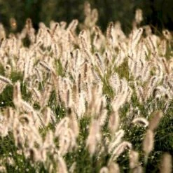 Lampepudsergræs 'Hameln' Pennisetum Alopecuroides 'Hameln' 1 Liter Potte 15 Lampepudsergræs 'Hameln' Pennisetum Alopecuroides 'Hameln' 1 Liter Potte -Montoz Butik p1407 50911 pennisetum alopecuroides hameln b42c