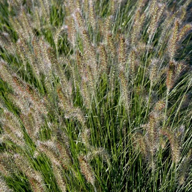 Lampepudsergræs 'Hameln' Pennisetum Alopecuroides 'Hameln' 1 Liter Potte 6 Lampepudsergræs 'Hameln' Pennisetum Alopecuroides 'Hameln' 1 Liter Potte - Billede 4