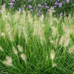 Lampepudsergræs 'Hameln' Pennisetum Alopecuroides 'Hameln' 1 Liter Potte 18 Lampepudsergræs 'Hameln' Pennisetum Alopecuroides 'Hameln' 1 Liter Potte -Montoz Butik p1407 50914 pennisetum alopecuroides hameln 9aa0
