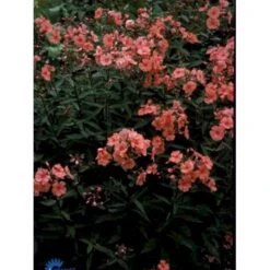 Høstfloks 'Orange Perfection' Phlox Paniculata 'Orange Perfection' 9 Cm. Potte -Montoz Butik p1439 1166 phlox paniculata orange perfection 0bc8