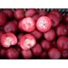 Æble 'Rosette' Malus X 'Rosette' Dværgtræ, 3-5 Grene, 6,7 Liter Potte, 80-100 Cm. -Montoz Butik p14573 7947 malus x rosette nyhed 80f5