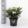 Fugleredegran 'Nidiformis' Picea Abies 'Nidiformis' (dværgform) Potte 3,0 Liter,- 30-40 Cm. -Montoz Butik p1462 33448 picea abies nidiformis b3b8