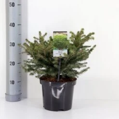 Fugleredegran 'Nidiformis' Picea Abies 'Nidiformis' (dværgform) Potte 3,0 Liter,- 30-40 Cm.
