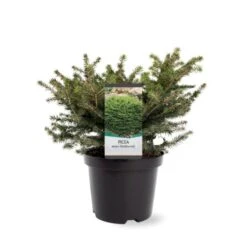 Fugleredegran 'Nidiformis' Picea Abies 'Nidiformis' (dværgform) Potte 3,0 Liter,- 30-40 Cm. -Montoz Butik p1462 38806 image 5f52