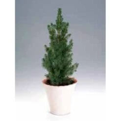 Hvidgran Picea Glauca Potte 3,0 Liter,- 40-60 Cm. 10 Hvidgran Picea Glauca Potte 3,0 Liter,- 40-60 Cm. -Montoz Butik p1464 1189 picea glauca 5770