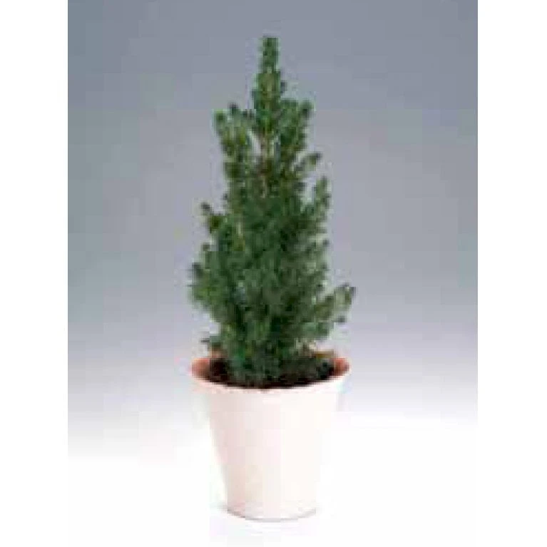 Hvidgran Picea Glauca Potte 3,0 Liter,- 40-60 Cm. 6 Hvidgran Picea Glauca Potte 3,0 Liter,- 40-60 Cm. - Billede 4