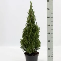 Hvidgran Picea Glauca Potte 3,0 Liter,- 40-60 Cm.
