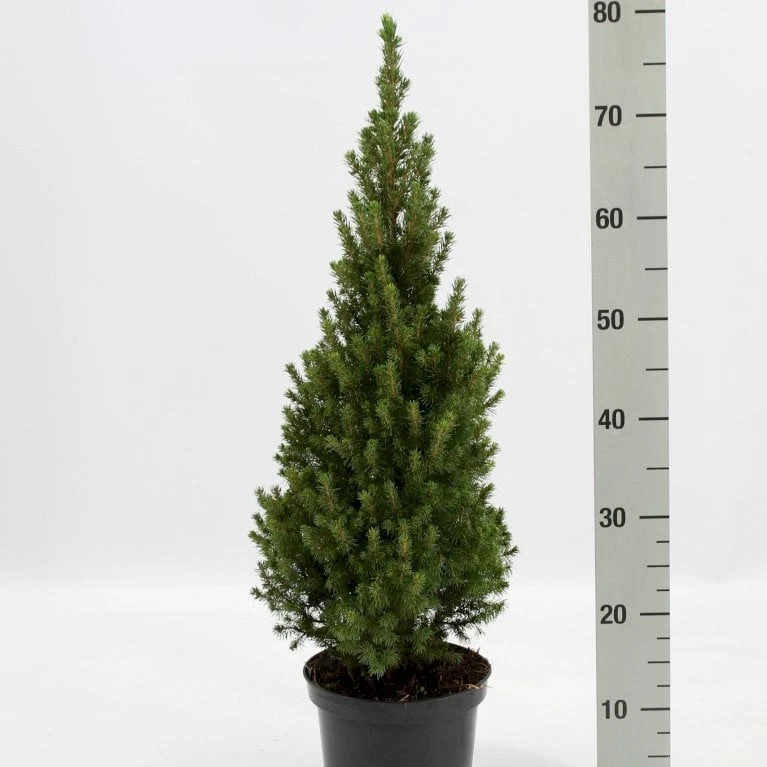 Hvidgran Picea Glauca Potte 3,0 Liter,- 40-60 Cm. 3 Hvidgran Picea Glauca Potte 3,0 Liter,- 40-60 Cm.