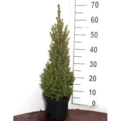 Hvidgran Picea Glauca Potte 3,0 Liter,- 40-60 Cm. 9 Hvidgran Picea Glauca Potte 3,0 Liter,- 40-60 Cm. -Montoz Butik p1464 52613 picea glauca 3f33