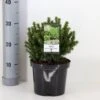 Hvidgran 'Alberta Globe' Picea Glauca 'Alberta Globe' (dværgform) Potte 3,0 Liter,- 20-25 Cm. -Montoz Butik p1466 33451 picea glauca alberta globe ec6a