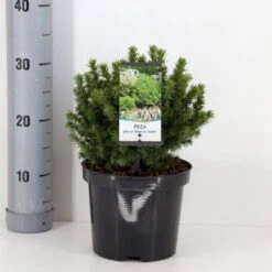 Hvidgran 'Alberta Globe' Picea Glauca 'Alberta Globe' (dværgform) Potte 3,0 Liter,- 20-25 Cm.
