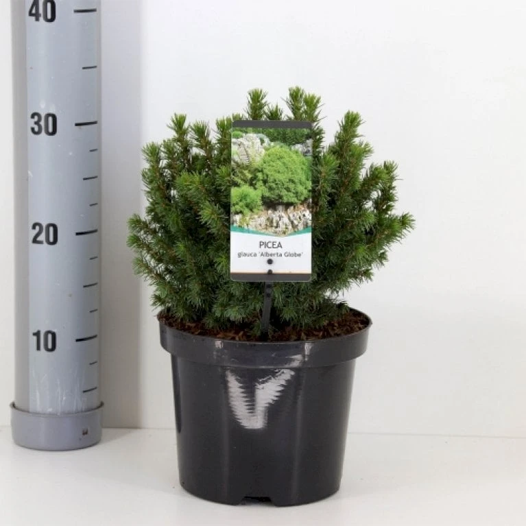 Hvidgran 'Alberta Globe' Picea Glauca 'Alberta Globe' (dværgform) Potte 3,0 Liter,- 20-25 Cm. 3 Hvidgran 'Alberta Globe' Picea Glauca 'Alberta Globe' (dværgform) Potte 3,0 Liter,- 20-25 Cm.