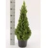 Sukkertopgran 'Conica' Picea Glauca 'Conica' (dværgform) Potte 3,0 Liter,- 60-70 Cm. -Montoz Butik p1467 52604 picea glauca conica dvaergform 83d3