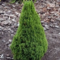 Sukkertopgran 'Conica' Picea Glauca 'Conica' (dværgform) Potte 3,0 Liter,- 60-70 Cm. -Montoz Butik p1467 52792 picea glauca conica dvaergform 9810