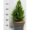 Sukkertop Hvidgran 'J.W.Daisy's White' Picea Glauca 'j.w.daisy'S White'(dværgform) Potte 5,0 Liter,- 30-40 Cm. 1 Sukkertop Hvidgran 'J.W.Daisy's White' Picea Glauca 'j.w.daisy'S White'(dværgform) Potte 5,0 Liter,- 30-40 Cm. -Montoz Butik p1469 41541 picea glauca j w daisy s white a8fc