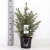 Serbisk Søjlegran Picea Omorika Potte 5,0 Liter,- 50-60 Cm.