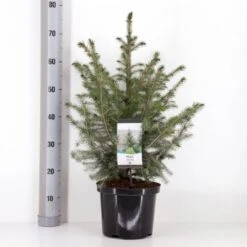 Serbisk Søjlegran Picea Omorika Potte 5,0 Liter,- 50-60 Cm.