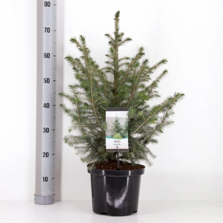 Serbisk Søjlegran Picea Omorika Potte 5,0 Liter,- 50-60 Cm. 3 Serbisk Søjlegran Picea Omorika Potte 5,0 Liter,- 50-60 Cm.