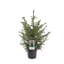 Serbisk Søjlegran Picea Omorika Potte 5,0 Liter,- 50-60 Cm. 13 Serbisk Søjlegran Picea Omorika Potte 5,0 Liter,- 50-60 Cm. -Montoz Butik p1470 39543 image 08aa