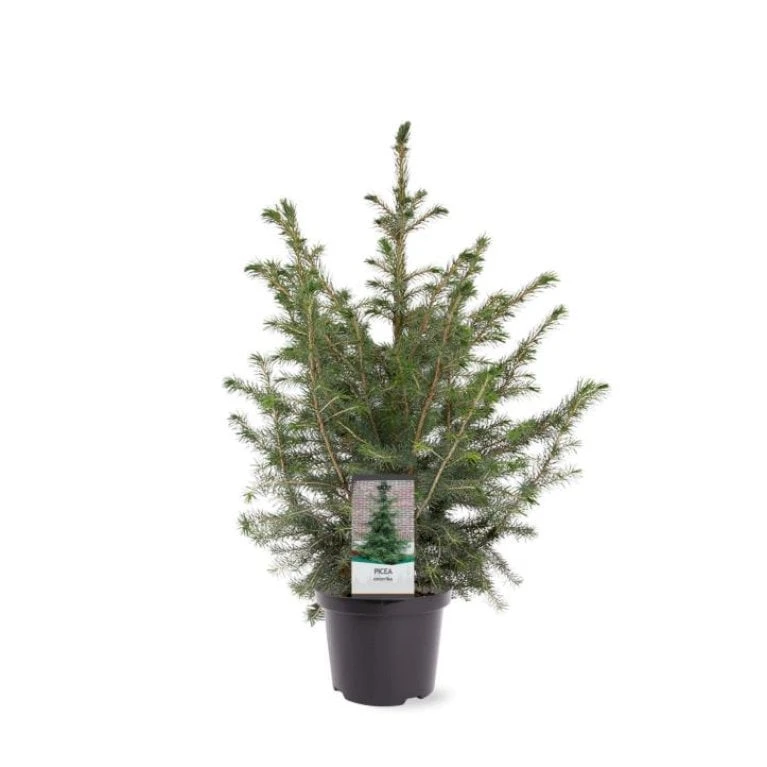 Serbisk Søjlegran Picea Omorika Potte 5,0 Liter,- 50-60 Cm. 5 Serbisk Søjlegran Picea Omorika Potte 5,0 Liter,- 50-60 Cm. - Billede 3