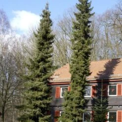 Serbisk Søjlegran Picea Omorika Potte 5,0 Liter,- 50-60 Cm. 14 Serbisk Søjlegran Picea Omorika Potte 5,0 Liter,- 50-60 Cm. -Montoz Butik p1470 52796 picea omorika 6cb3