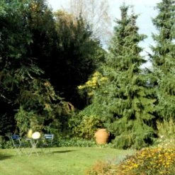 Serbisk Søjlegran Picea Omorika Potte 5,0 Liter,- 50-60 Cm. 16 Serbisk Søjlegran Picea Omorika Potte 5,0 Liter,- 50-60 Cm. -Montoz Butik p1470 52798 picea omorika 8840