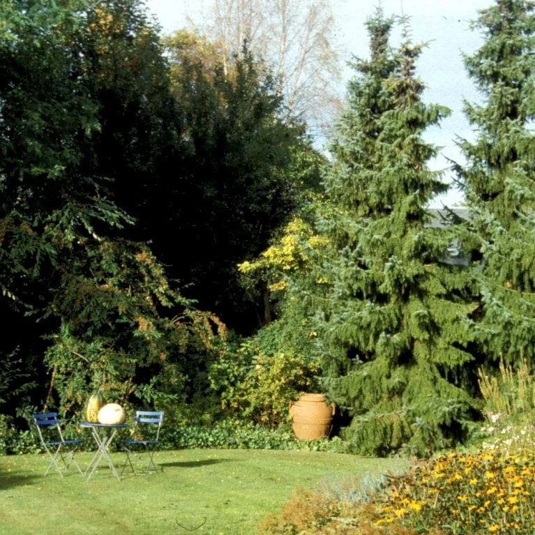 Serbisk Søjlegran Picea Omorika Potte 5,0 Liter,- 50-60 Cm. 8 Serbisk Søjlegran Picea Omorika Potte 5,0 Liter,- 50-60 Cm. - Billede 6