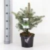 Blågran 'Glauca' Picea Pungens 'Glauca' Potte 3,0 Liter,- 30-40 Cm. -Montoz Butik p1475 33460 picea pungens glauca 6a57
