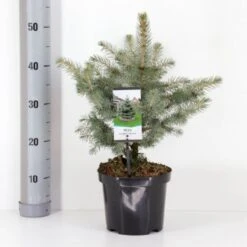 Blågran 'Glauca' Picea Pungens 'Glauca' Potte 3,0 Liter,- 30-40 Cm.