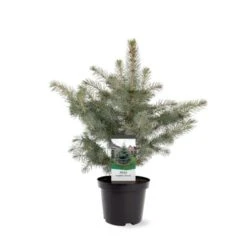 Blågran 'Glauca' Picea Pungens 'Glauca' Potte 3,0 Liter,- 30-40 Cm. -Montoz Butik p1475 38812 image d2d0