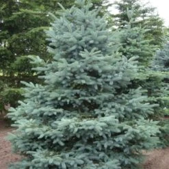 Blågran 'Glauca' Picea Pungens 'Glauca' Potte 3,0 Liter,- 30-40 Cm. -Montoz Butik p1475 52799 picea pungens glauca fb75