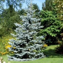Blågran 'Glauca' Picea Pungens 'Glauca' Potte 3,0 Liter,- 30-40 Cm. -Montoz Butik p1475 52800 picea pungens glauca 7f14