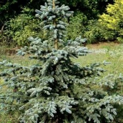 Blågran 'Glauca' Picea Pungens 'Glauca' Potte 3,0 Liter,- 30-40 Cm. -Montoz Butik p1475 52801 picea pungens glauca 73d5