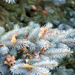 Blågran 'Glauca' Picea Pungens 'Glauca' Potte 3,0 Liter,- 30-40 Cm. -Montoz Butik p1475 52802 picea pungens glauca 45b4