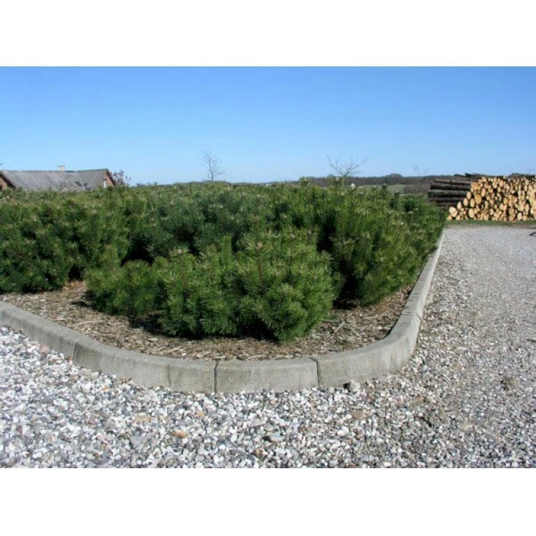 Bjergfyr 'Mughus' Pinus Mugo 'Mughus' Potte 7,5 Liter 40-60 Cm. 4 Bjergfyr 'Mughus' Pinus Mugo 'Mughus' Potte 7,5 Liter 40-60 Cm. - Billede 2