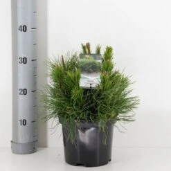 Krybende Bjergfyr 'Pumilio' Pinus Mugo Var. 'Pumilio' Potte 3,0 Liter,- 20-25 Cm. -Montoz Butik p1493 33856 pinus mugo var pumilio e070